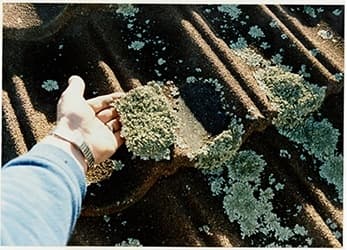 Unveiling the Mysteries of Moss on Roofs: Causes and Effects